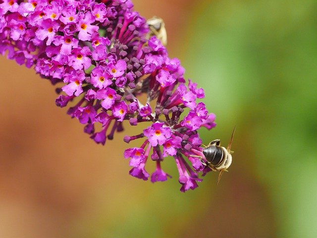 Free download Insect Nature Crawl -  free photo or picture to be edited with GIMP online image editor