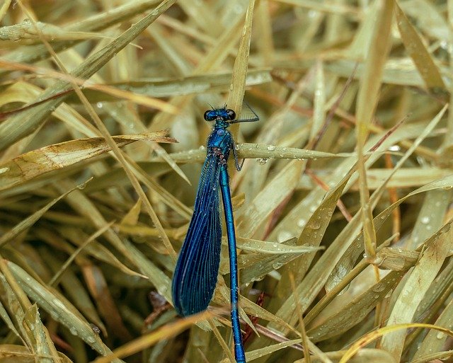 Free download Insect Nature Spring -  free photo or picture to be edited with GIMP online image editor