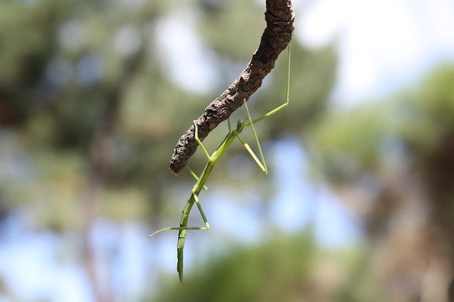 Free download Insect Nature Stick -  free photo or picture to be edited with GIMP online image editor