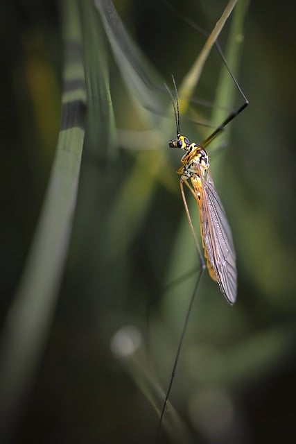 Free download insect nephrotoma wings entomology free picture to be edited with GIMP free online image editor