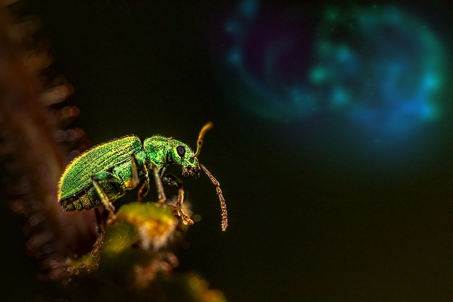 Free download insect nettle weevil entomology free picture to be edited with GIMP free online image editor