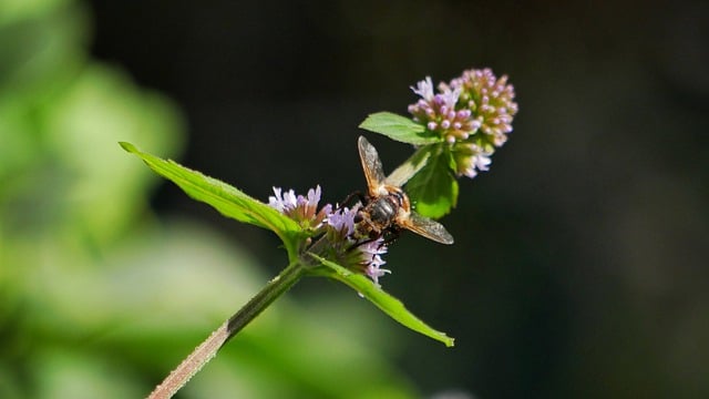 Free download insect pollination entomology free picture to be edited with GIMP free online image editor