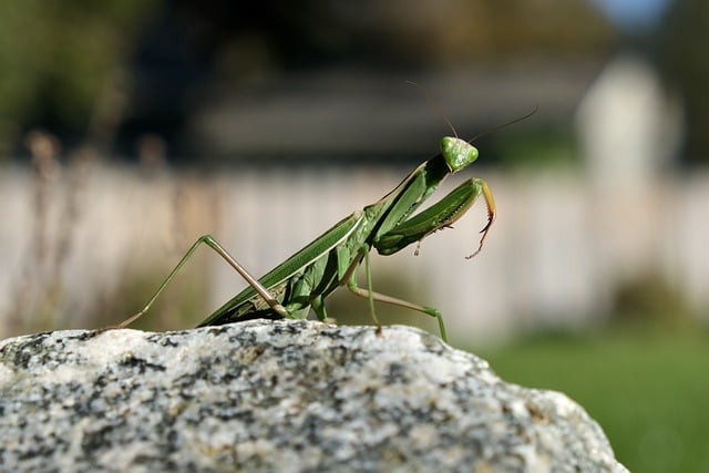 Free download insect praying mantis green bug free picture to be edited with GIMP free online image editor