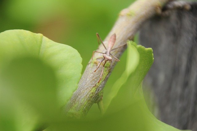 Free download Insect Praying Mantis Nature -  free photo or picture to be edited with GIMP online image editor