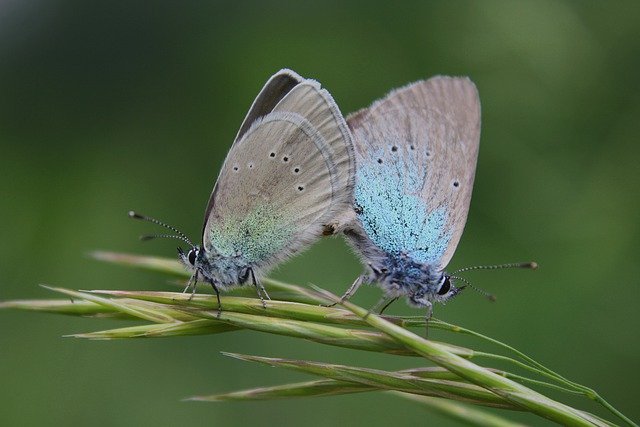 Free download insects butterflies entomology free picture to be edited with GIMP free online image editor