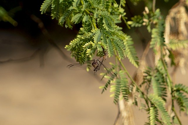 Free download Insects Dragonfly Nature -  free photo or picture to be edited with GIMP online image editor