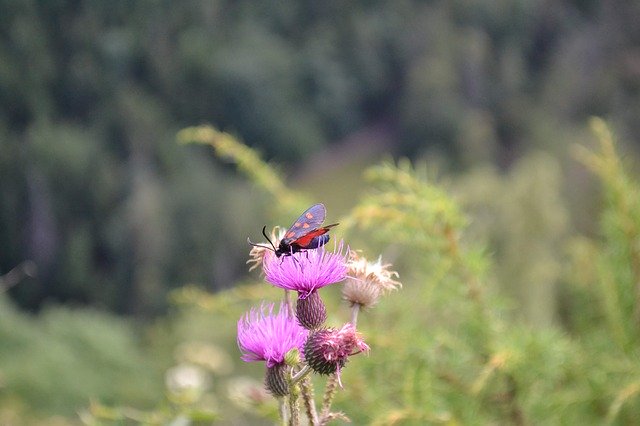 Free download Insects Flower Nature -  free photo or picture to be edited with GIMP online image editor