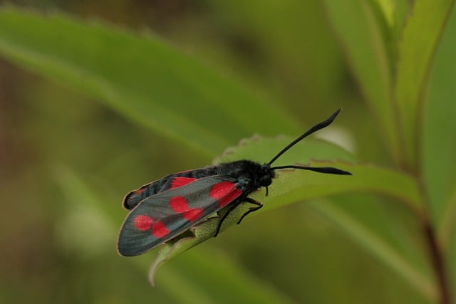 Free download insect six spot burnet entomology free picture to be edited with GIMP free online image editor