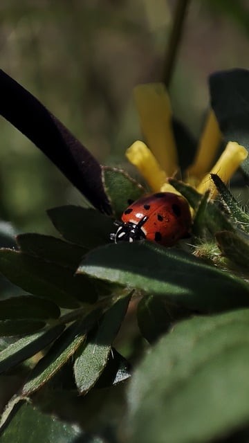 Free download insects ladybug nature green red free picture to be edited with GIMP free online image editor