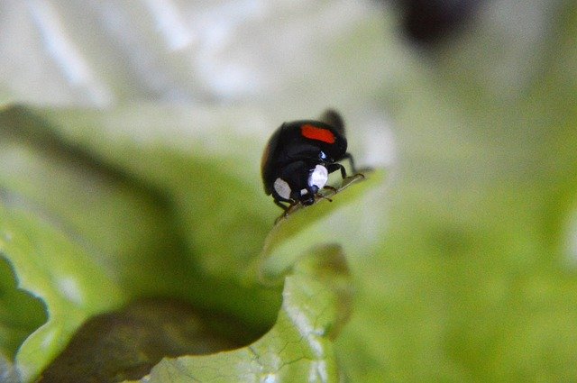 Free download Insects Ladybug Red -  free photo or picture to be edited with GIMP online image editor