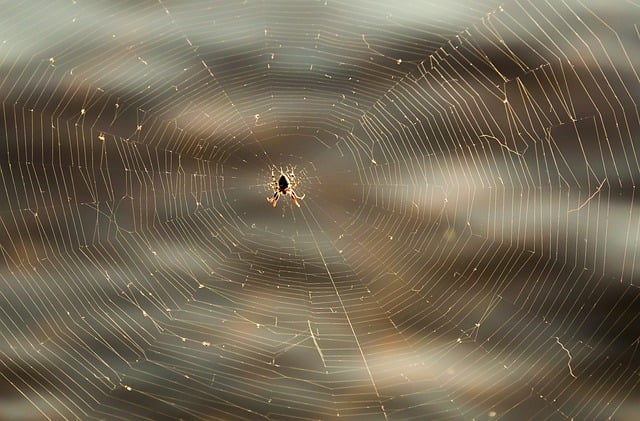 Free download insect spider entomology cobweb free picture to be edited with GIMP free online image editor