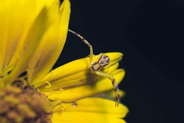 Free download insect spider entomology macro free picture to be edited with GIMP free online image editor