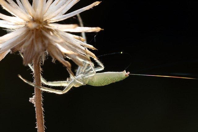 Free download Insects Spider Webbing -  free photo or picture to be edited with GIMP online image editor