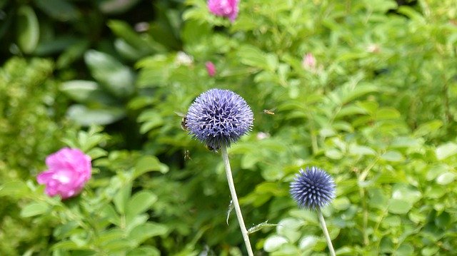 Free download Insect Thistle Bee -  free photo or picture to be edited with GIMP online image editor