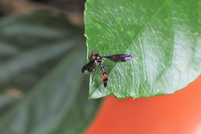 Free download insect wasp garden green leaf free picture to be edited with GIMP free online image editor