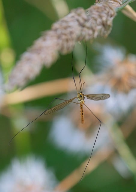 Free download insect wildlife nature wildflowers free picture to be edited with GIMP free online image editor