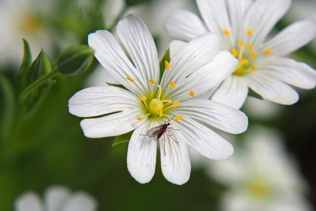 Free download insect wood anemone spring macro free picture to be edited with GIMP free online image editor