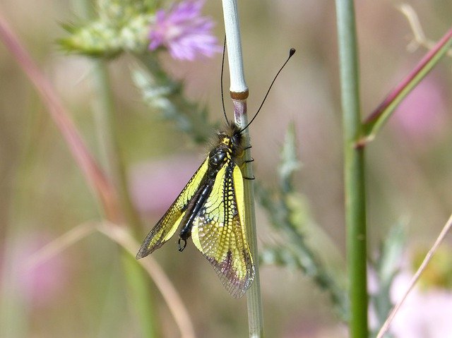 Free download Insect Yellow Libelloides Cunii -  free photo or picture to be edited with GIMP online image editor