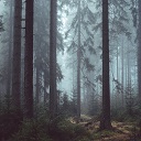 Into the Forest  screen for extension Chrome web store in OffiDocs Chromium