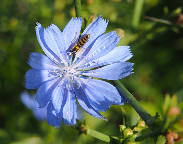 Free download Intybus Chicory Flower Blue -  free photo or picture to be edited with GIMP online image editor