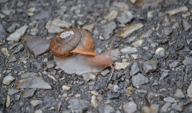 Free download Invertebrate Snail Nature -  free photo or picture to be edited with GIMP online image editor