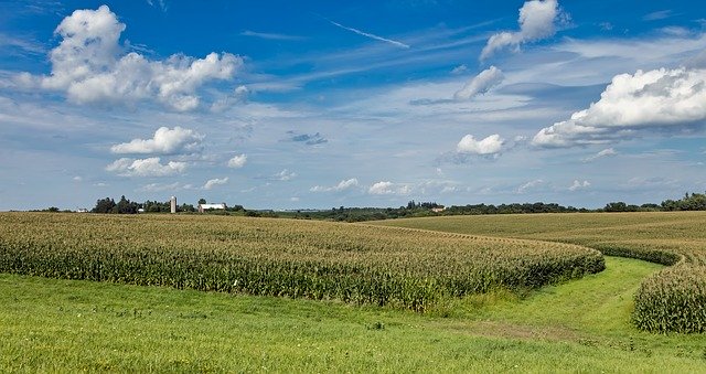 Descarga gratuita Iowa Corn Cornfield: foto o imagen gratuita para editar con el editor de imágenes en línea GIMP