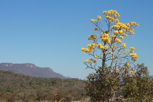 Free download Ipê Cerrado Brazil -  free photo or picture to be edited with GIMP online image editor