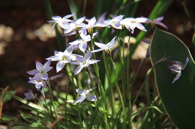 Free download Ipheion Flower Blue -  free photo or picture to be edited with GIMP online image editor