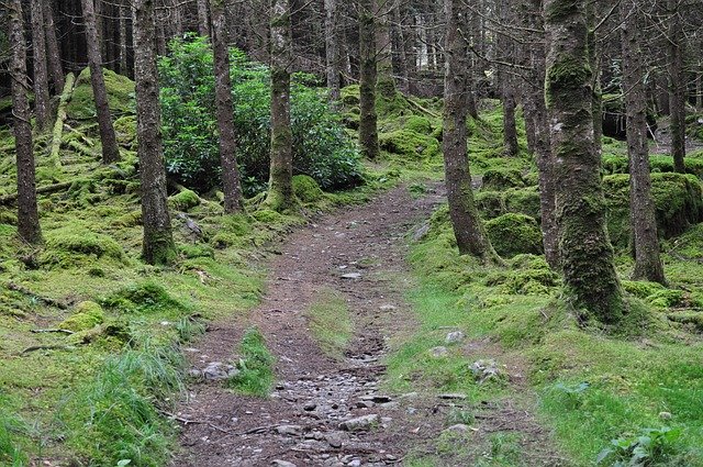 Free download Ireland Trail -  free photo or picture to be edited with GIMP online image editor