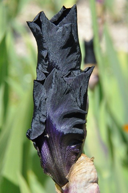 Free download Iris Black Flower -  free photo or picture to be edited with GIMP online image editor