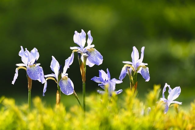 Free download iris blooms flower park garden free picture to be edited with GIMP free online image editor