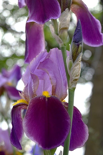 Free download Irises Flowers Purple -  free photo or picture to be edited with GIMP online image editor