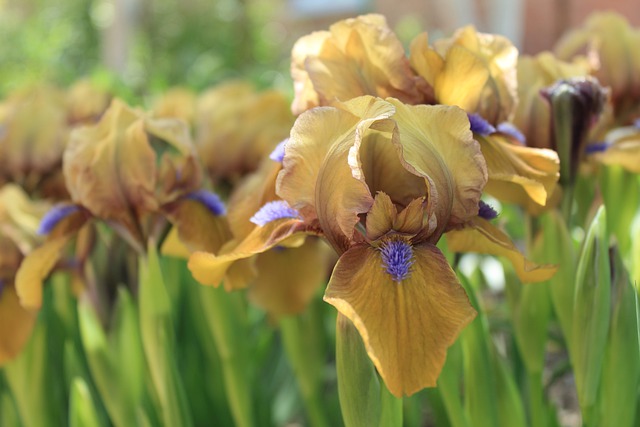 Free download irises flowers yellow flowers free picture to be edited with GIMP free online image editor