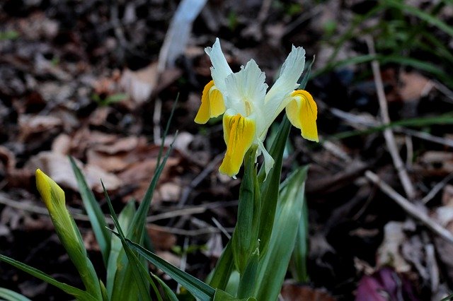 Free download Irises Yellow White -  free photo or picture to be edited with GIMP online image editor