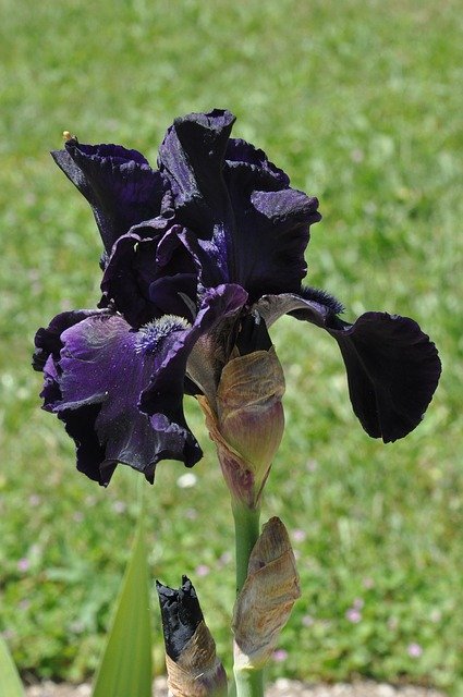 Free download Iris Flower Black -  free photo or picture to be edited with GIMP online image editor