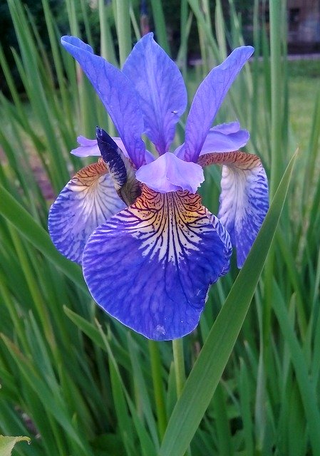 Free download Iris Flower Grass -  free photo or picture to be edited with GIMP online image editor