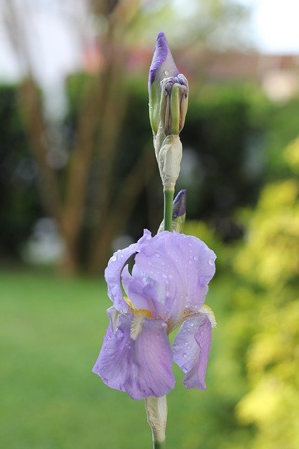 Free download Iris Flower Pistil -  free photo or picture to be edited with GIMP online image editor