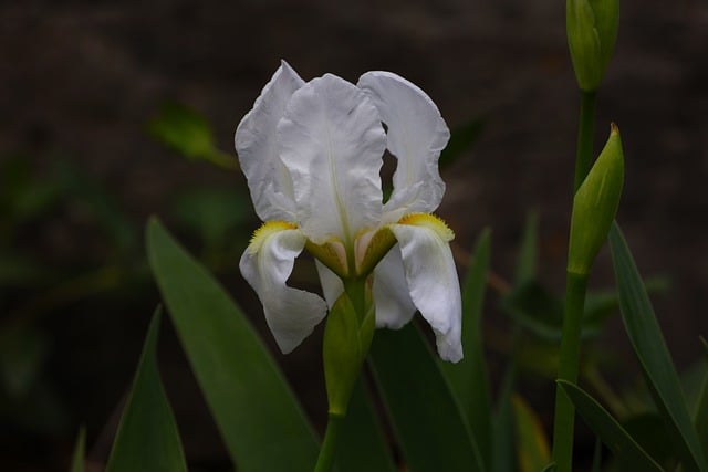 Free download iris flower plant whit flowers free picture to be edited with GIMP free online image editor