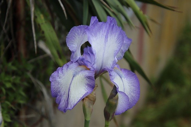 Free download Iris Flowers Spring -  free photo or picture to be edited with GIMP online image editor