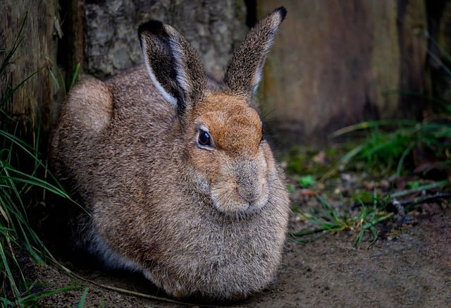 Free download irish hare hare lagomorph free picture to be edited with GIMP free online image editor