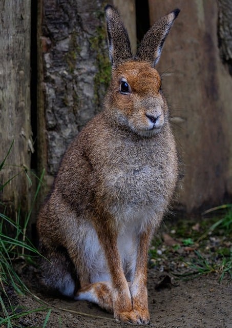 Free download irish hare hare mountain hare free picture to be edited with GIMP free online image editor