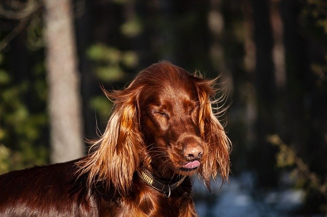 Free download Irish Setter Dog -  free photo or picture to be edited with GIMP online image editor