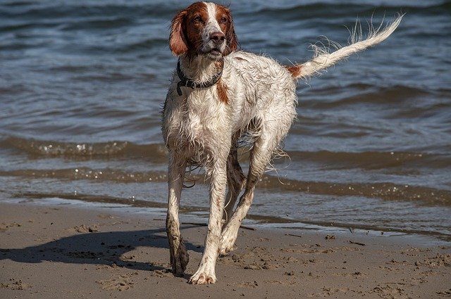 Free download Irish Setter Dog Animal -  free photo or picture to be edited with GIMP online image editor