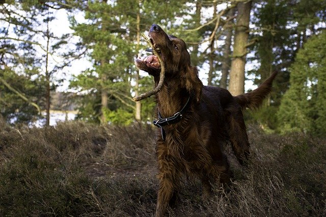 Free download Irish Setter Dog Animals -  free photo or picture to be edited with GIMP online image editor