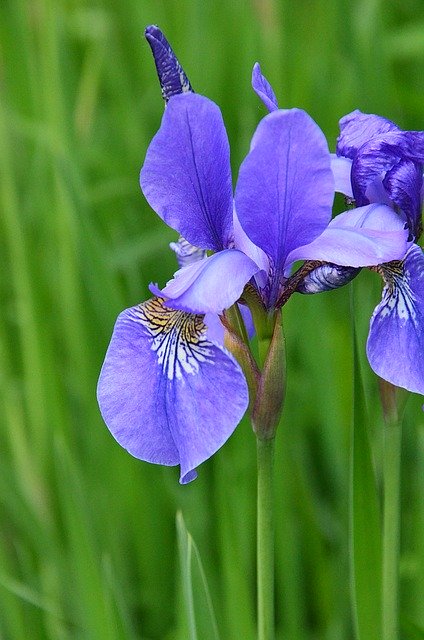 Free download Iris Irises Kosaćce -  free photo or picture to be edited with GIMP online image editor