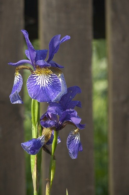 Free download Iris Irises Violet -  free photo or picture to be edited with GIMP online image editor