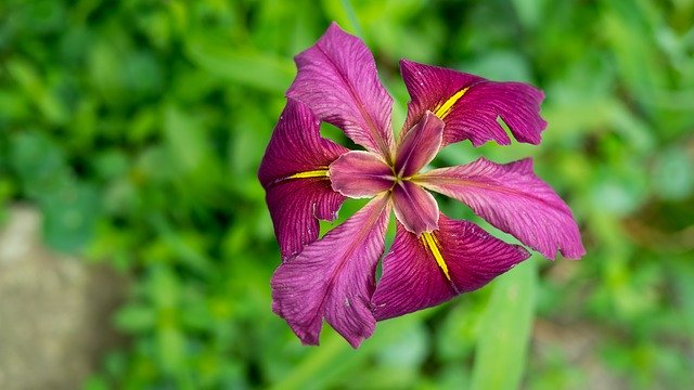 Free download Iris Magenta Flower -  free photo or picture to be edited with GIMP online image editor