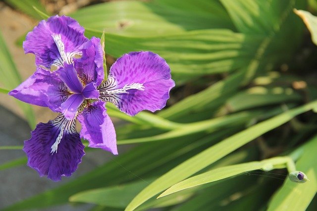 Free download iris purple fleur de lis purple iris free picture to be edited with GIMP free online image editor