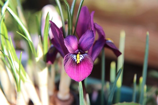 Free download Iris Purple Flowering -  free photo or picture to be edited with GIMP online image editor