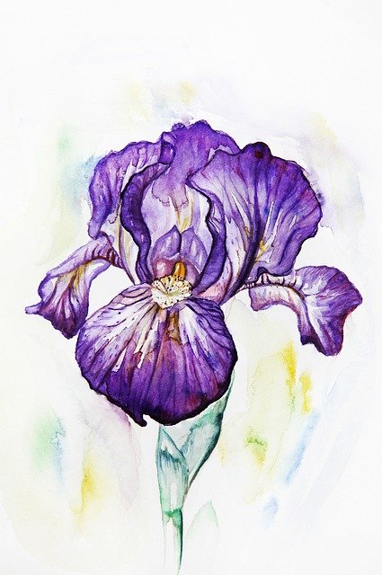 Free download Iris Purple Violet -  free illustration to be edited with GIMP free online image editor